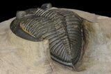 Detailed Zlichovaspis Trilobite - Issoumour, Morocco #171511-4